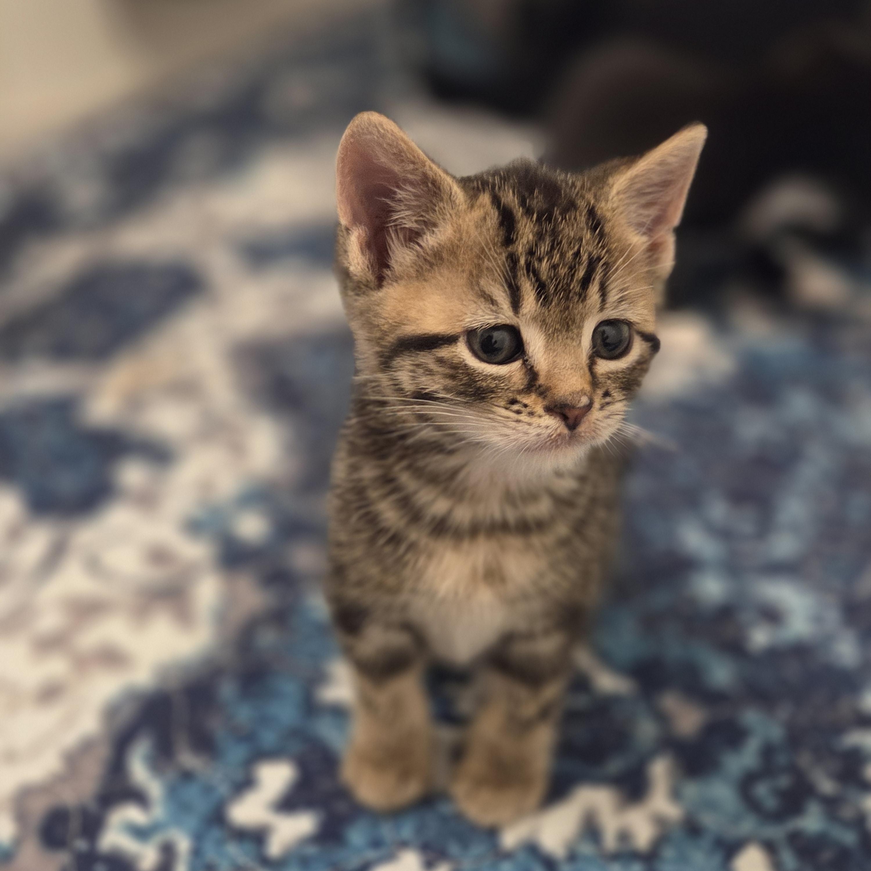 Enlarge Finn, an adopted Tabby in Bayonne, NJ image 1/3