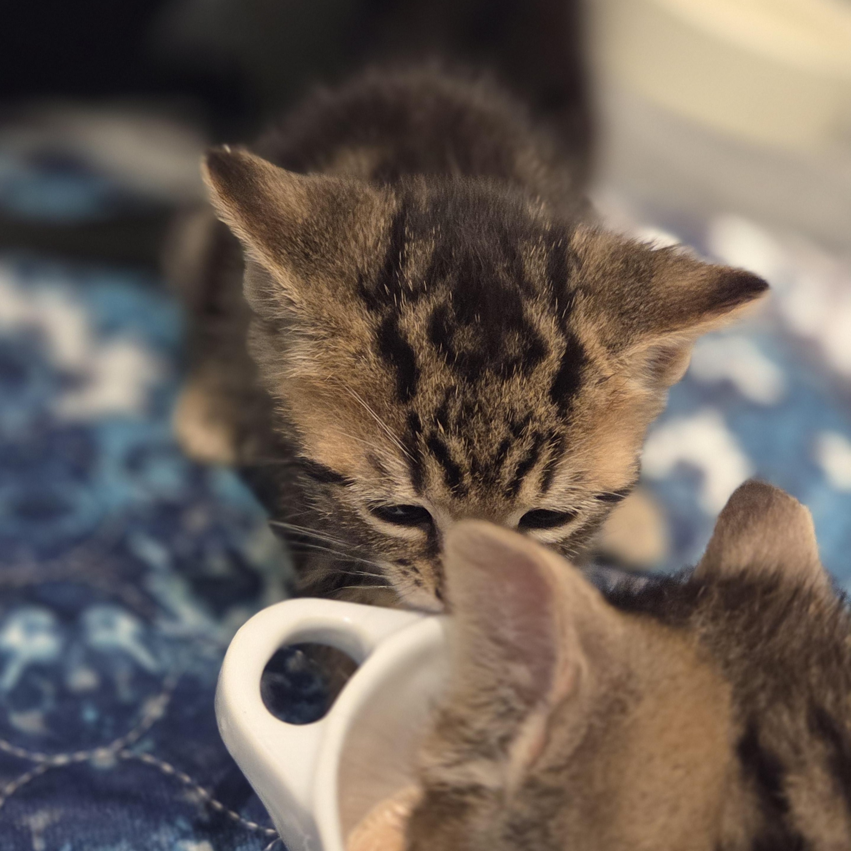 Enlarge Finn, an adopted Tabby in Bayonne, NJ image 3/3