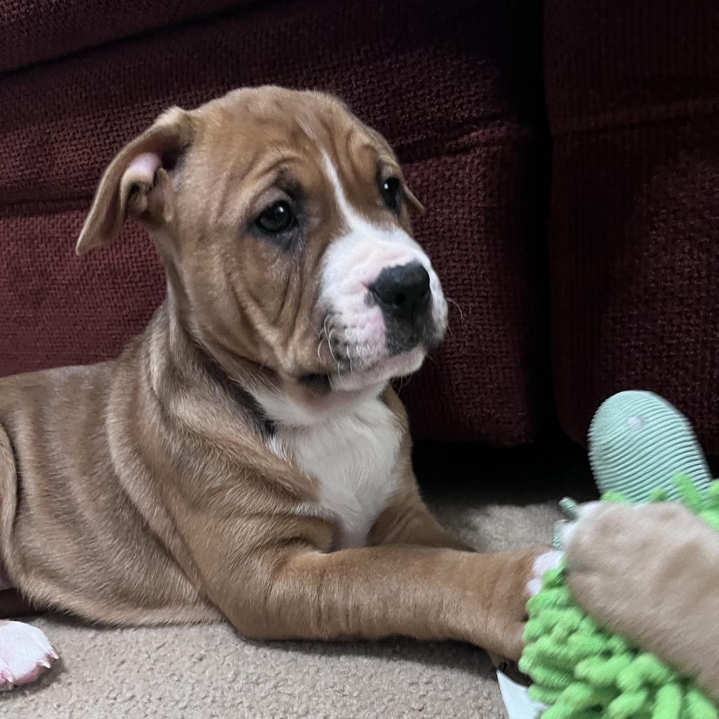 Dolce, Adoptable, Puppy Female Pit Bull Terrier & Mixed Breed.