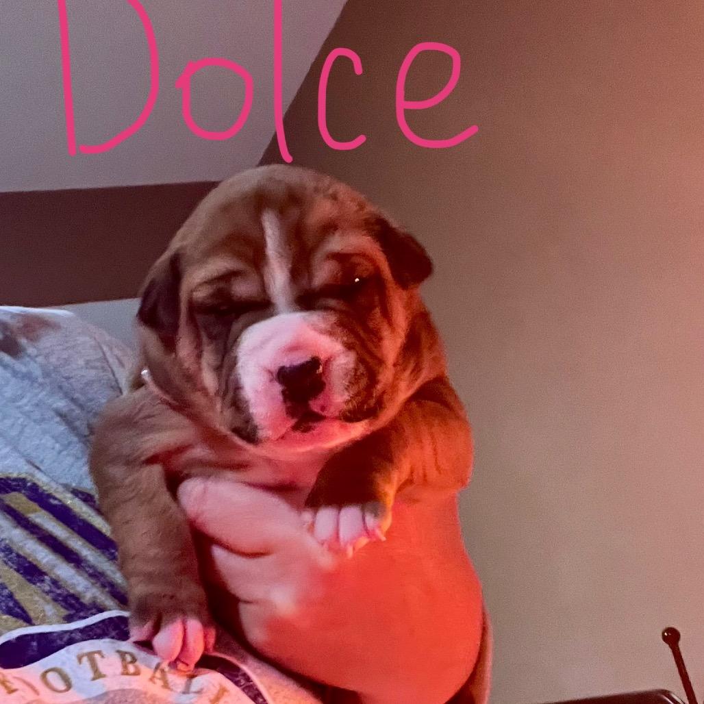 Enlarge Dolce, a Adoptable mixed breed in Jarrettsville, MD image 2/6