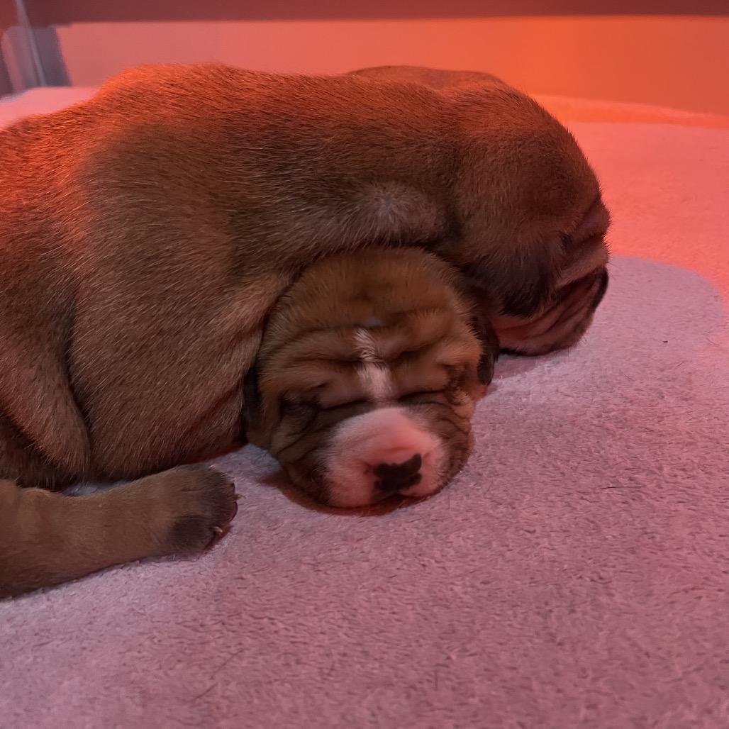 Enlarge Dolce, a Adoptable mixed breed in Jarrettsville, MD image 3/6