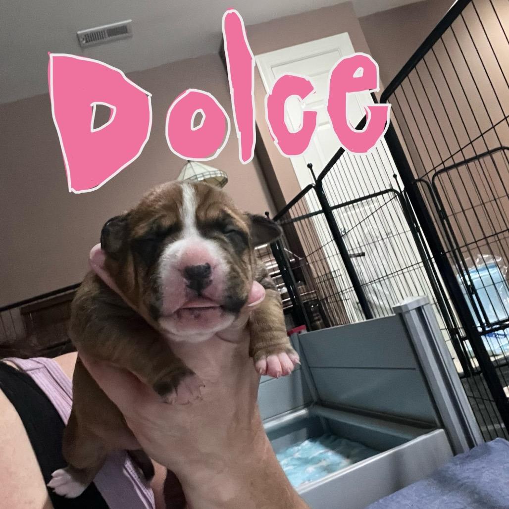 Enlarge Dolce, a Adoptable mixed breed in Jarrettsville, MD image 4/6