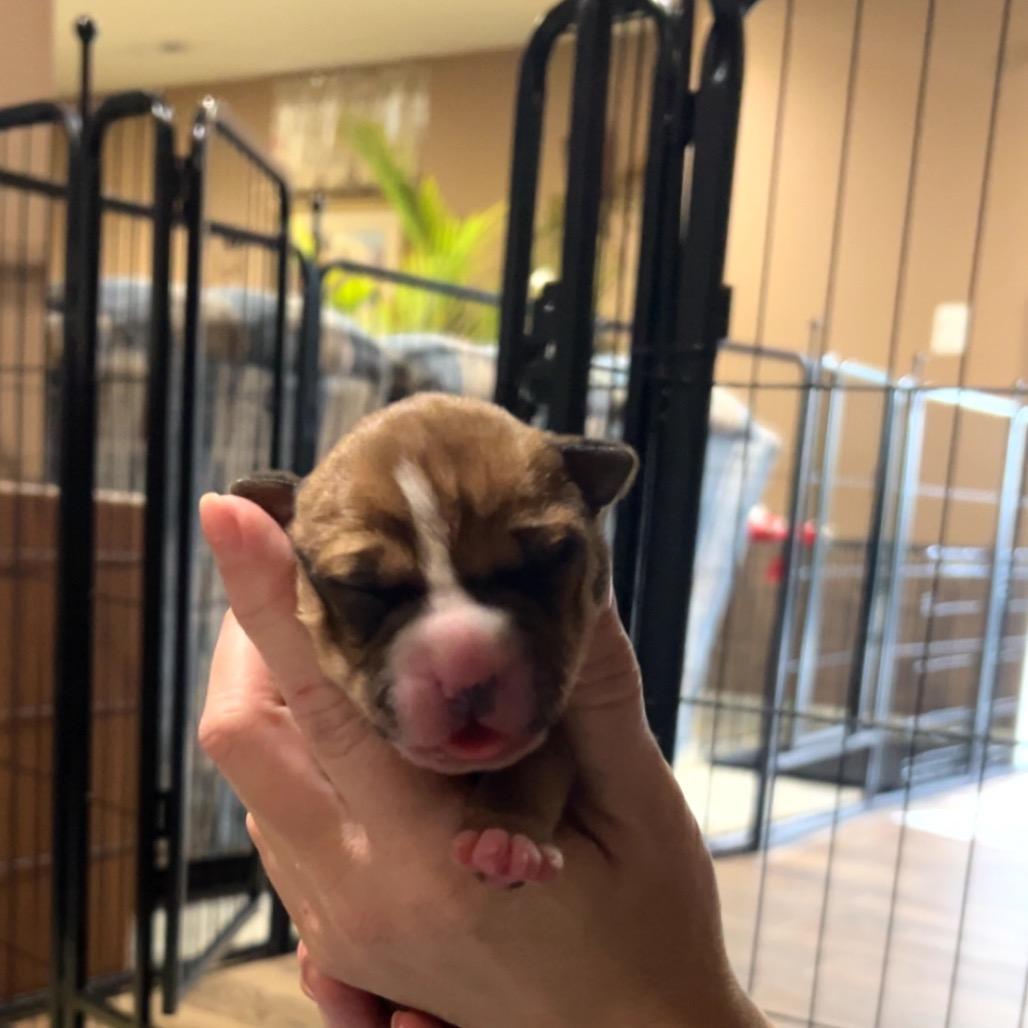 Enlarge Dolce, a Adoptable mixed breed in Jarrettsville, MD image 5/6