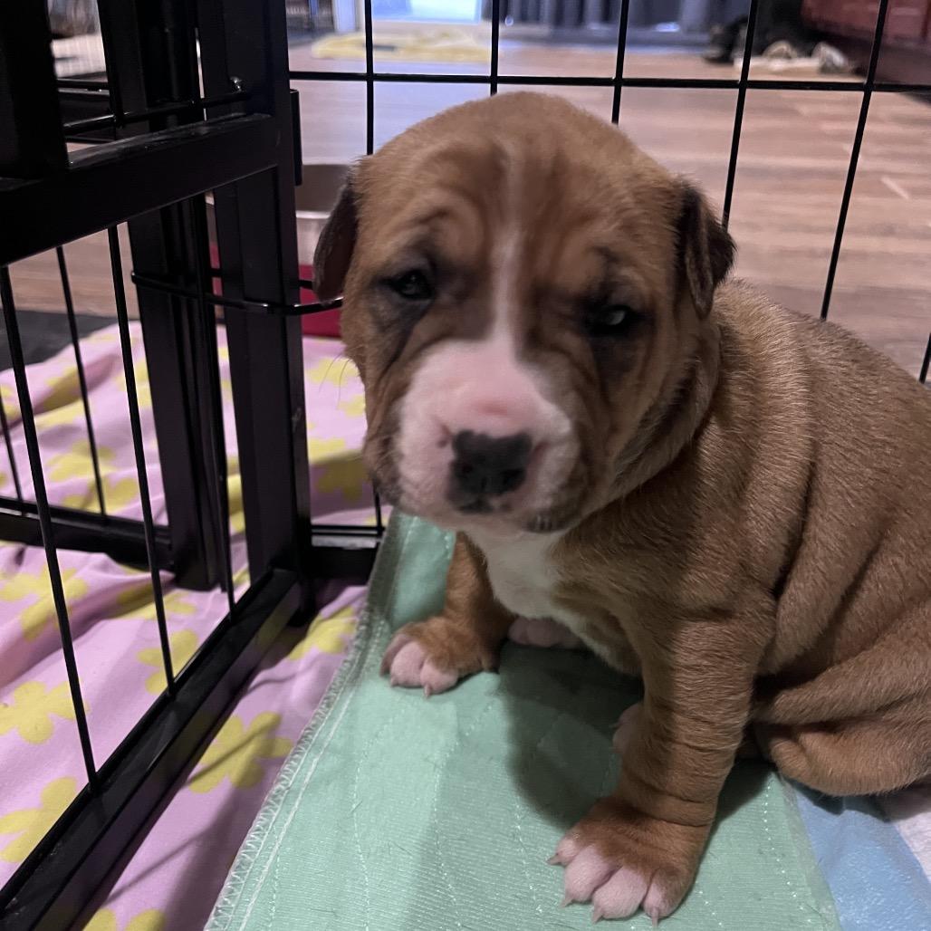 Enlarge Dolce, a Adoptable mixed breed in Jarrettsville, MD image 6/6