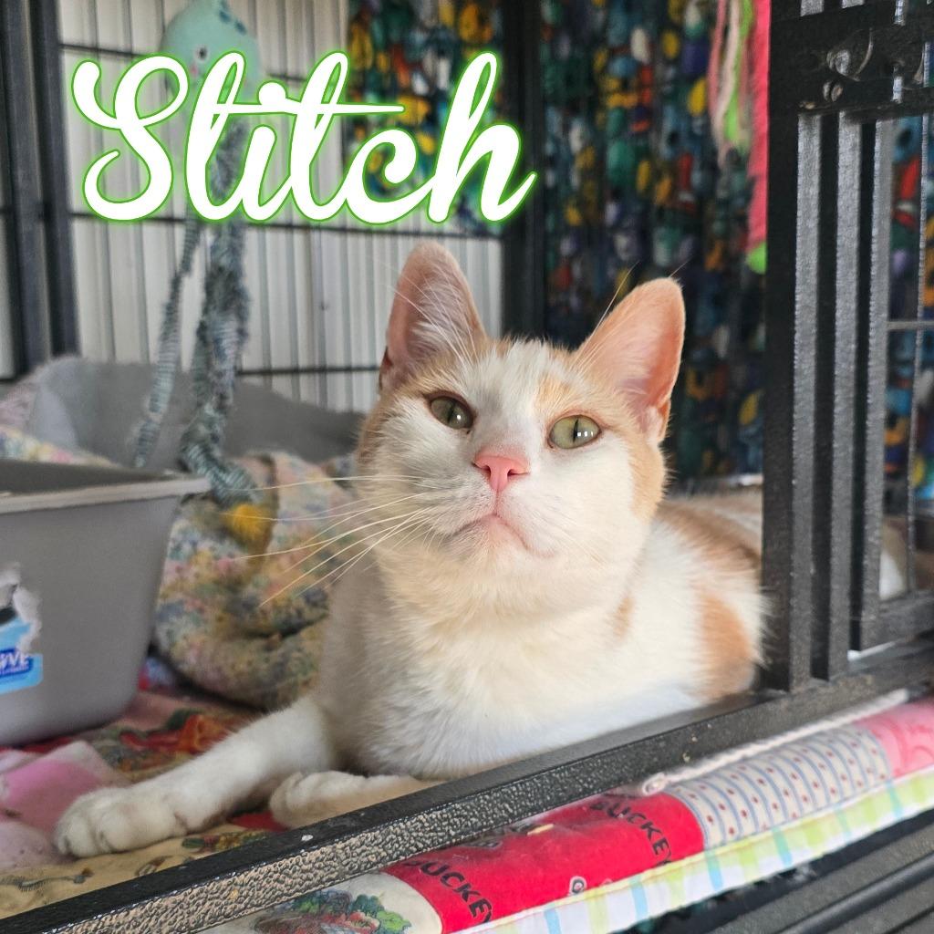 Stitch, Adoptable, Adult Male Domestic Short Hair.