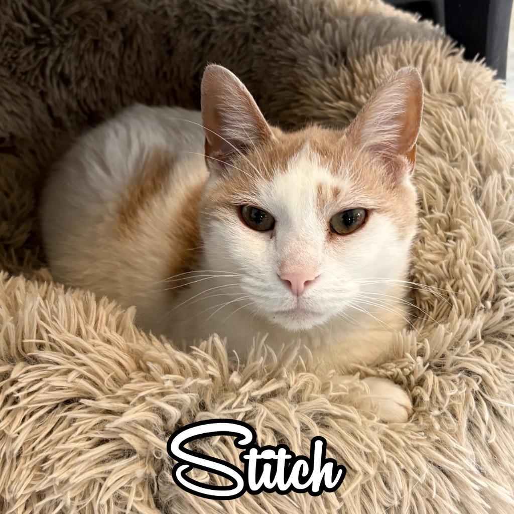 Enlarge Stitch, a Adoptable Domestic Short Hair in Hillsboro, OH image 2/2