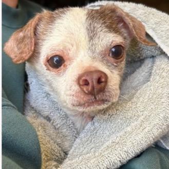 Ethel, a Adoptable Chihuahua in Hudson, IL image 2/2