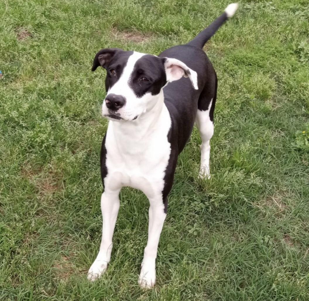 Jojo, Young Female Mixed Breed