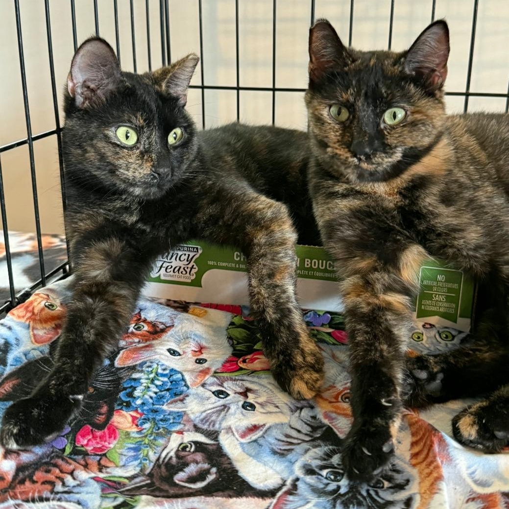 Enlarge Miss Tea, a Adoptable Dilute Tortoiseshell in Denver, NC image 1/2