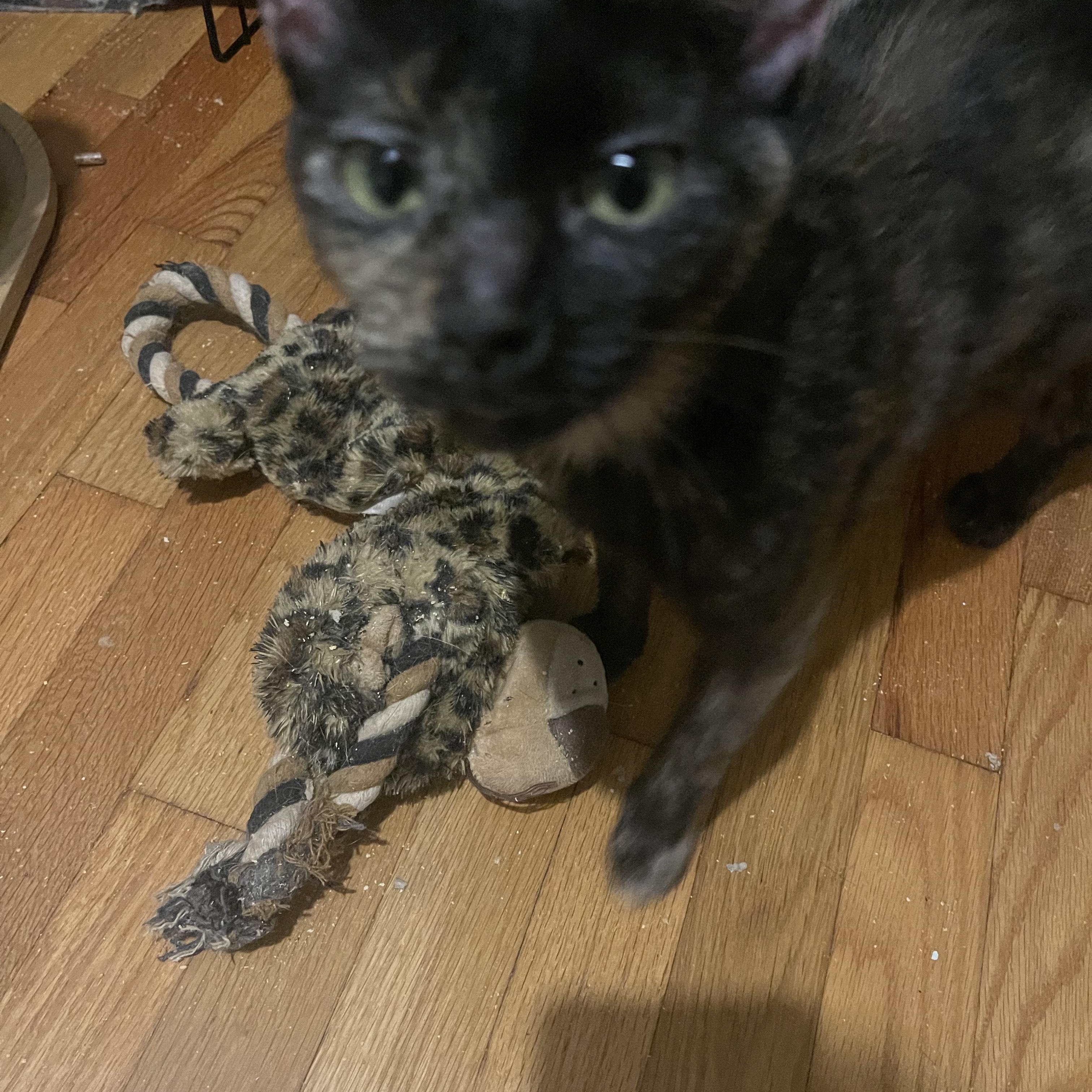 Enlarge Miss Tea, a Adoptable Dilute Tortoiseshell in Denver, NC image 2/2