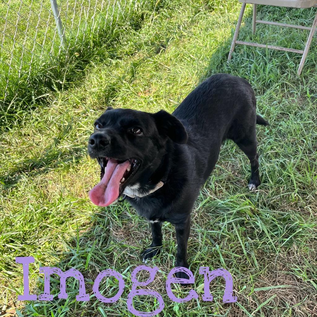 Imogen, a Adoptable mixed breed in Hillsboro, OH image 1/6