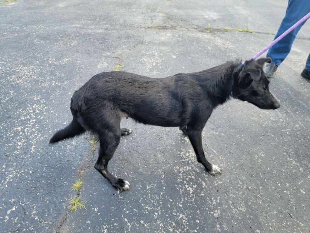 Imogen, Adoptable, Adult Female Border Collie & Australian Shepherd.