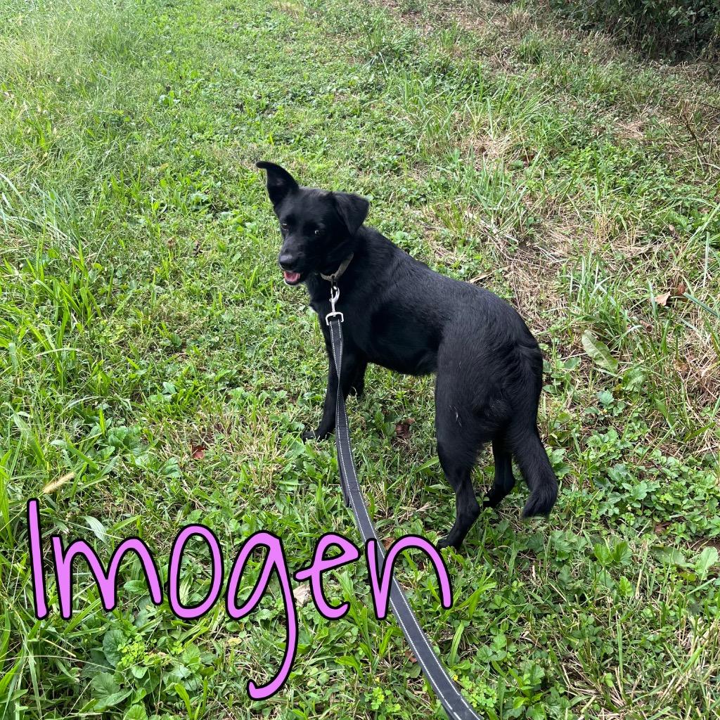 Imogen, Adoptable, Young Female Border Collie & Australian Shepherd.