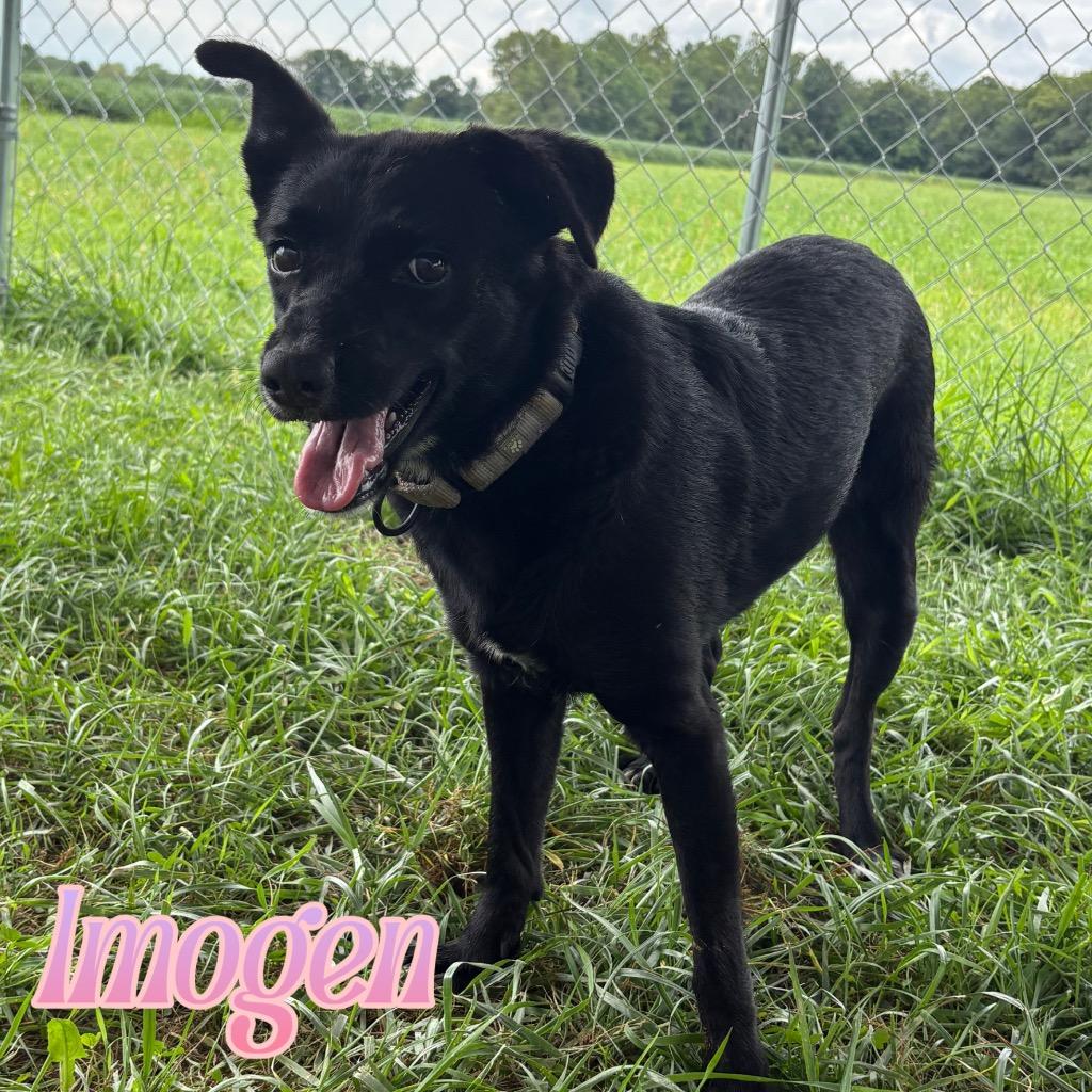Imogen, a Adoptable mixed breed in Hillsboro, OH image 2/6