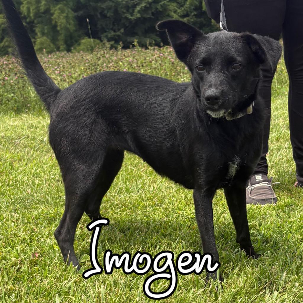 Imogen, Adoptable, Young Female Border Collie & Australian Shepherd.