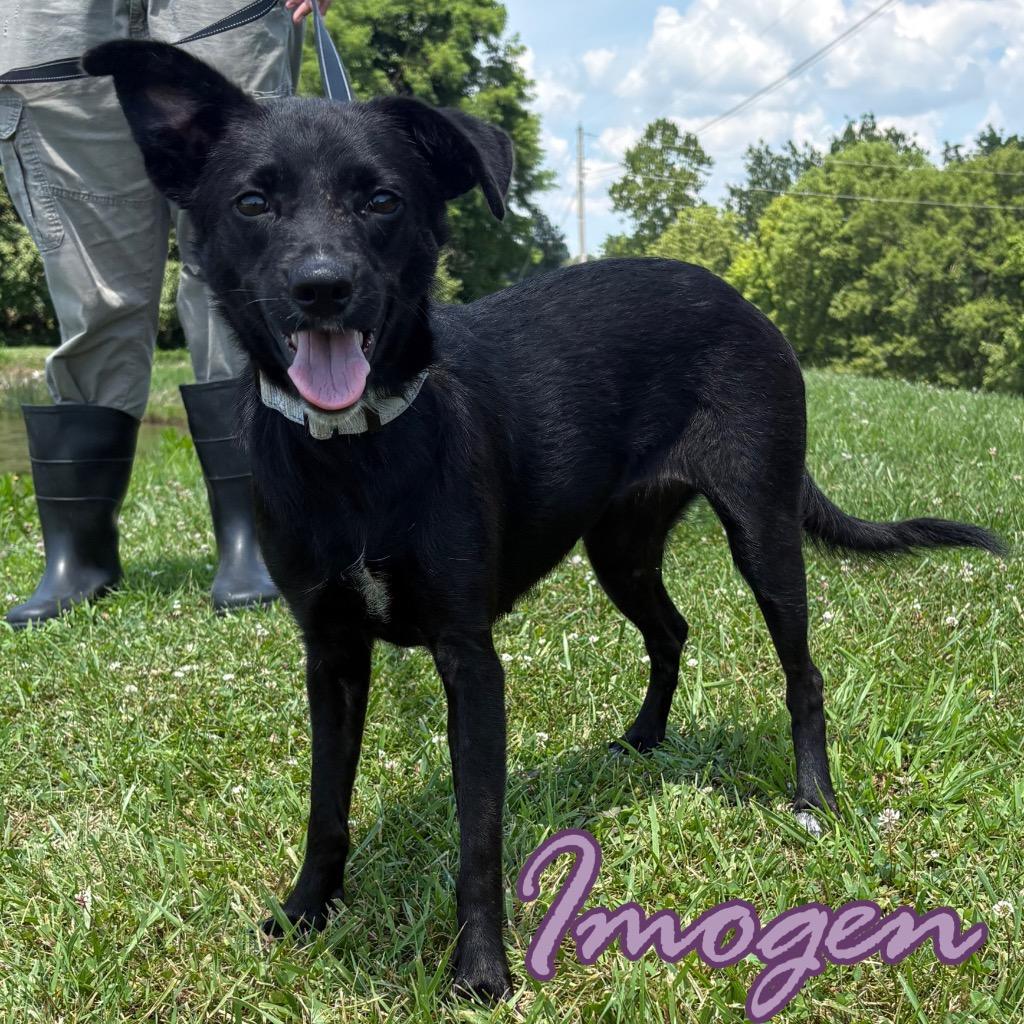Imogen, a Adoptable mixed breed in Hillsboro, OH image 2/4