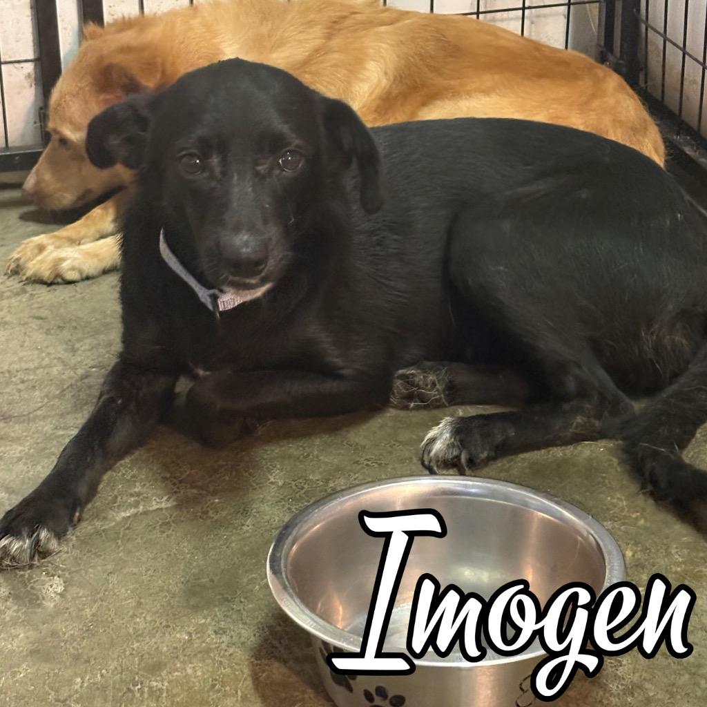 Imogen, a Adoptable mixed breed in Hillsboro, OH image 3/4