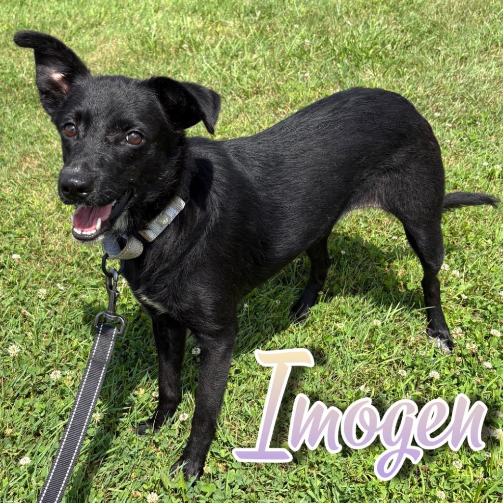 Imogen, a Adoptable mixed breed in Hillsboro, OH image 4/4
