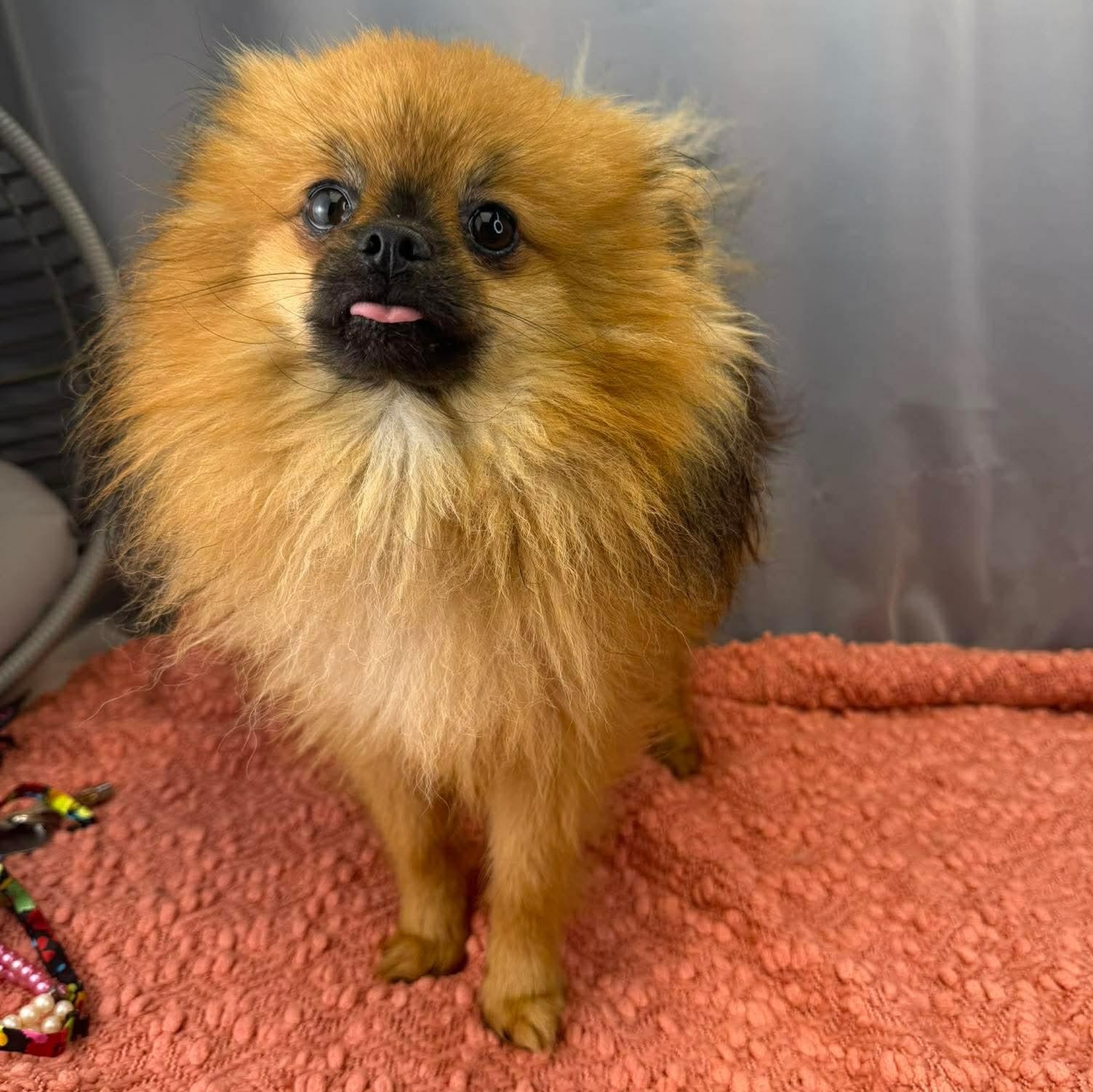 Enlarge Elton, an adopted Pomeranian in Southfield , MI image 2/6