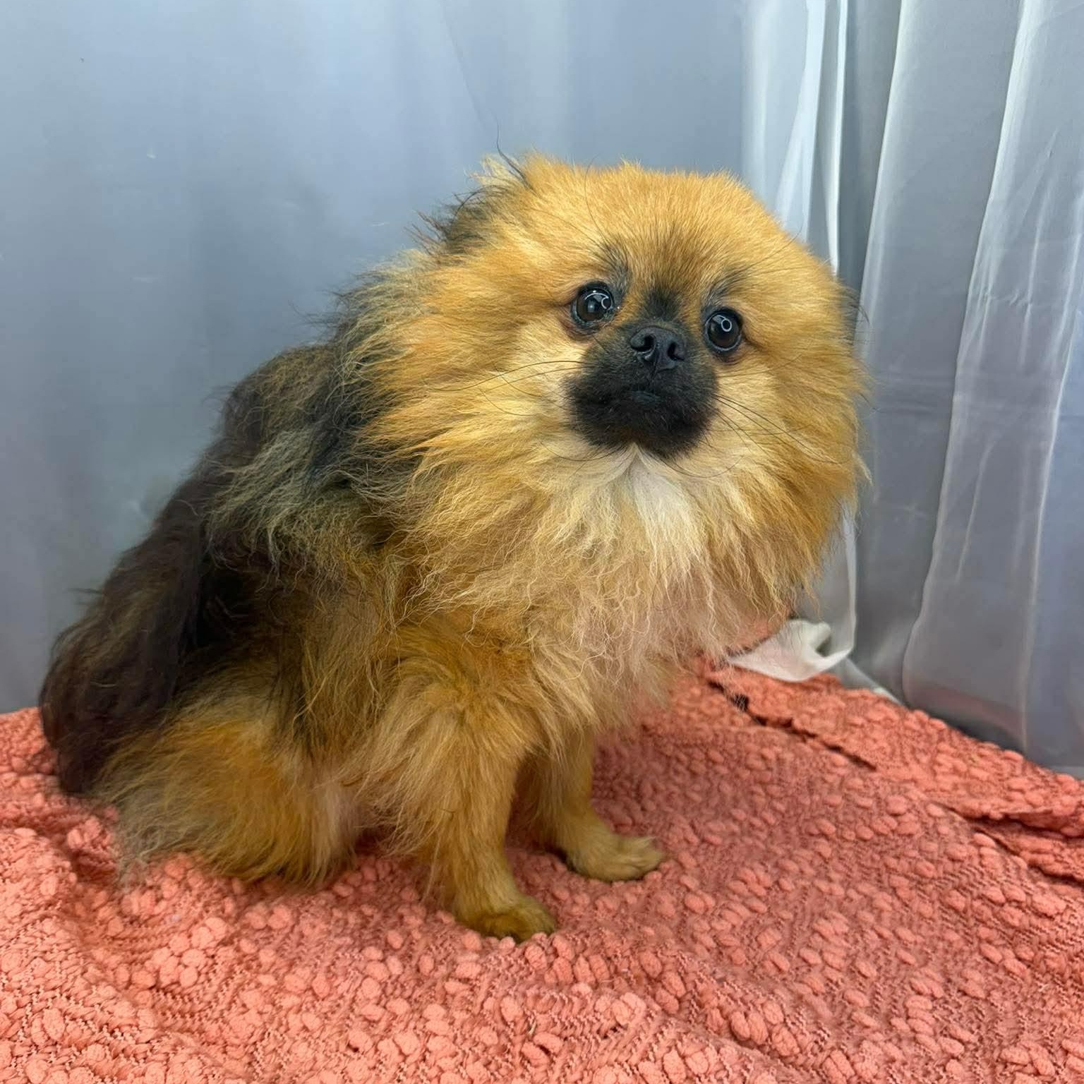 Enlarge Elton, an adopted Pomeranian in Southfield , MI image 4/6