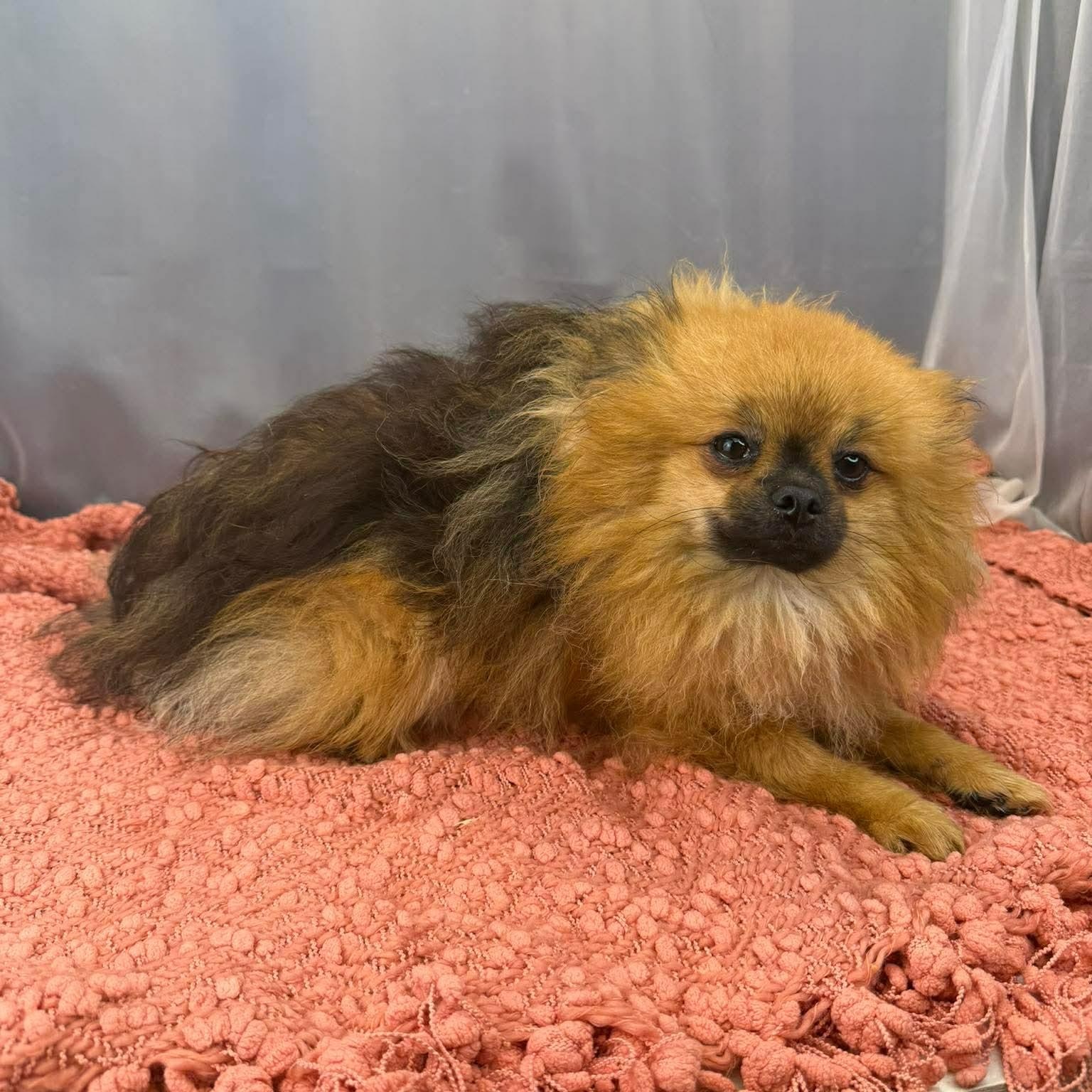 Enlarge Elton, an adopted Pomeranian in Southfield , MI image 5/6
