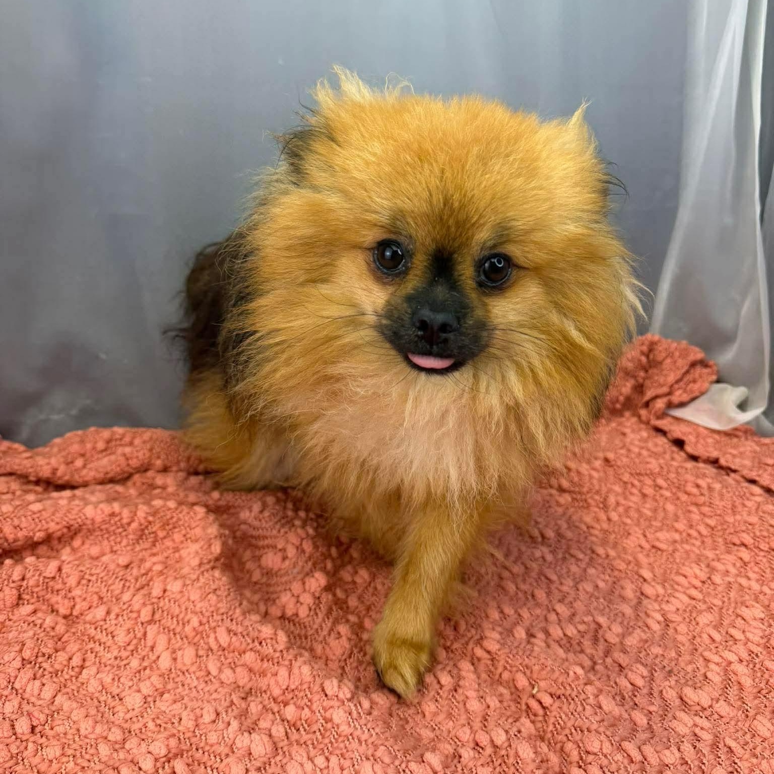 Enlarge Elton, an adopted Pomeranian in Southfield , MI image 3/6