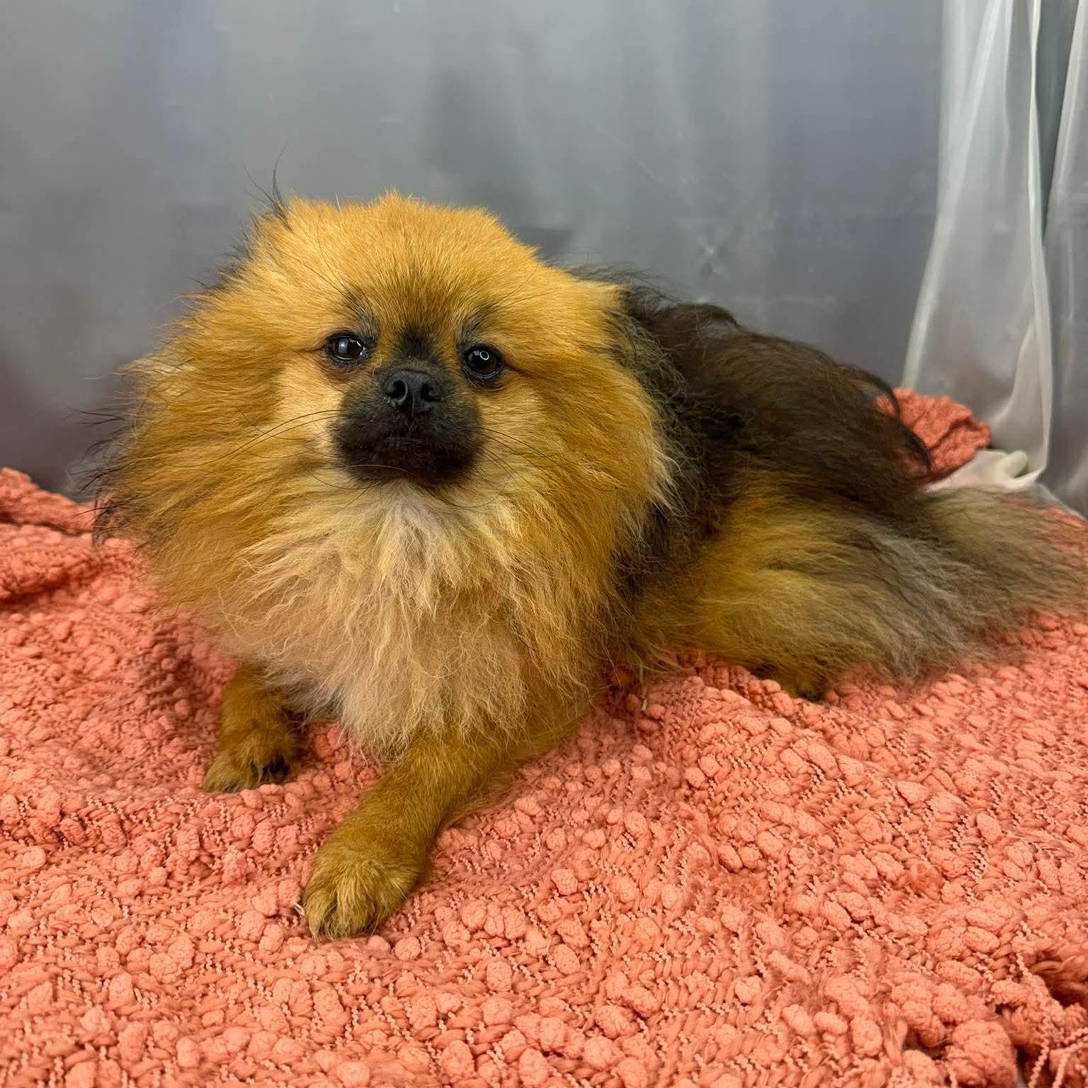 Enlarge Elton, an adopted Pomeranian in Southfield , MI image 1/6