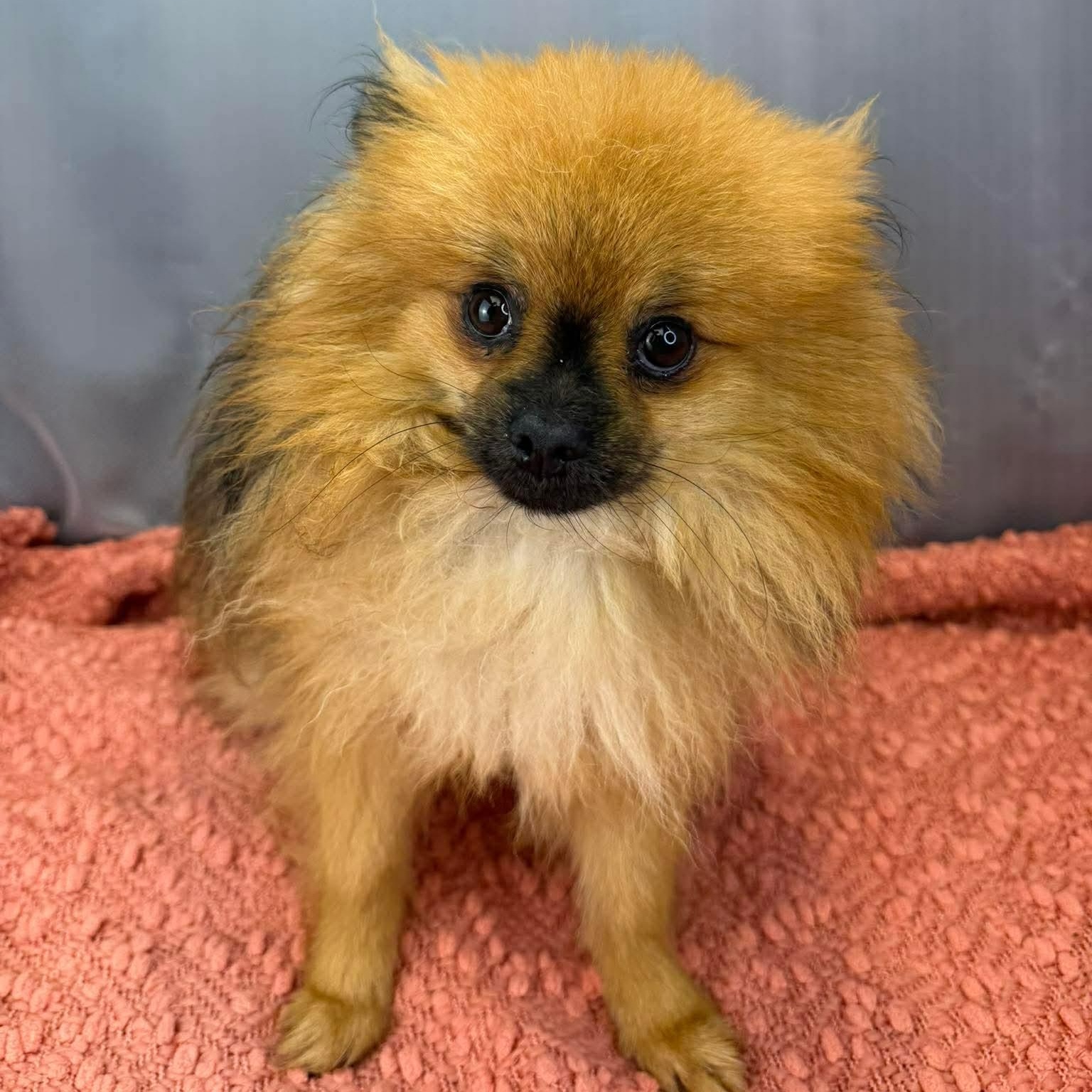 Enlarge Elton, an adopted Pomeranian in Southfield , MI image 6/6