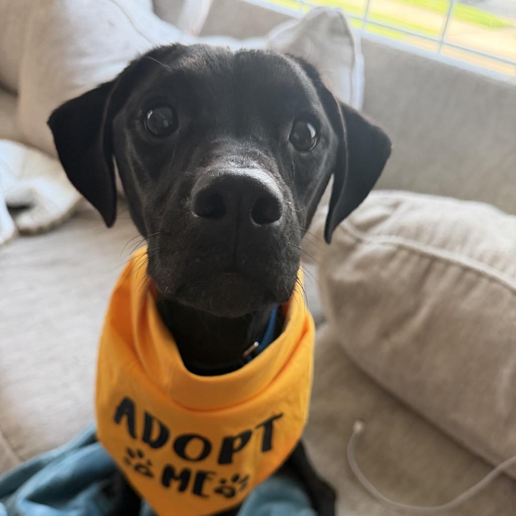 Stormy, Adoptable, Adult Female Labrador Retriever & Mixed Breed.