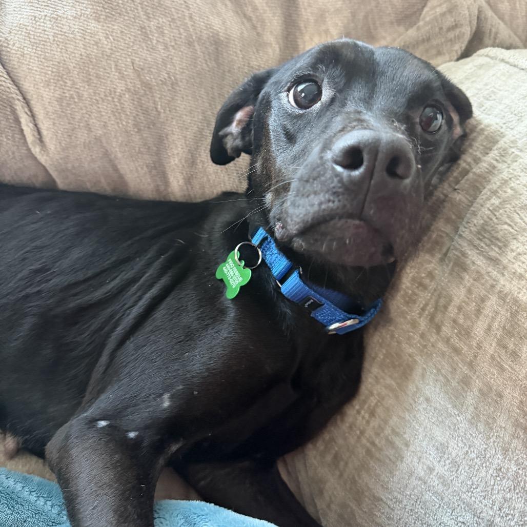 Enlarge Stormy, a Adoptable mixed breed in Avon, OH image 2/6