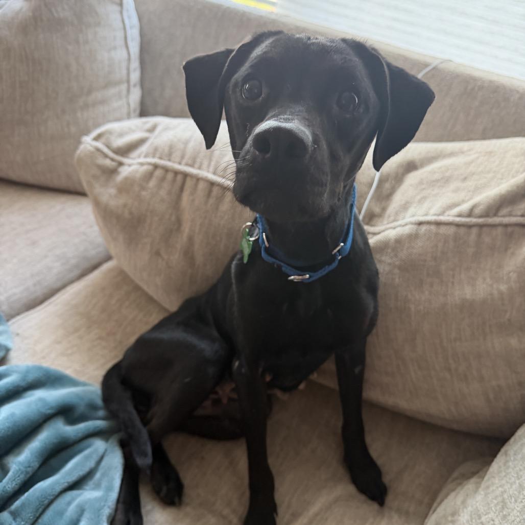 Enlarge Stormy, a Adoptable mixed breed in Avon, OH image 3/6