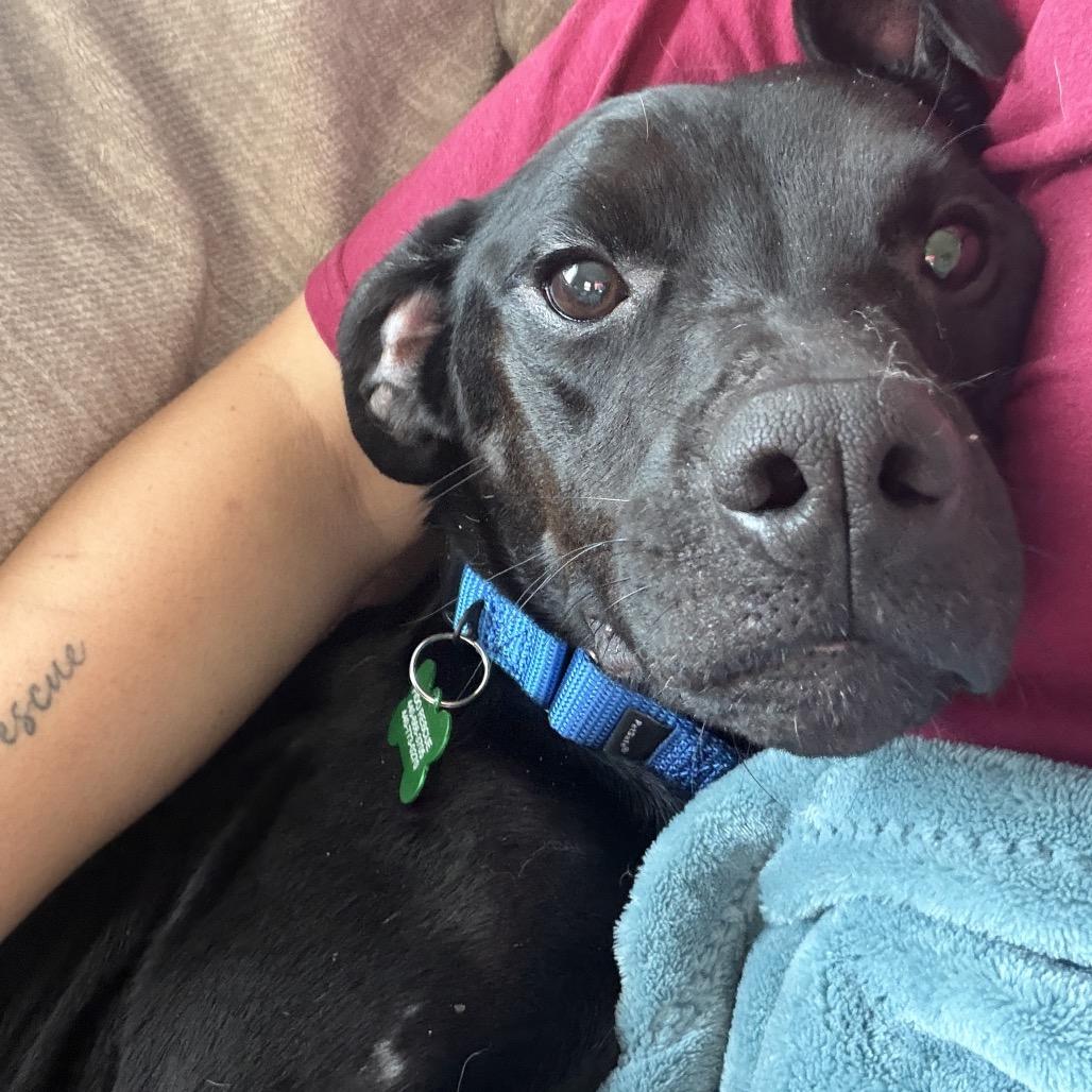 Enlarge Stormy, a Adoptable mixed breed in Avon, OH image 4/6