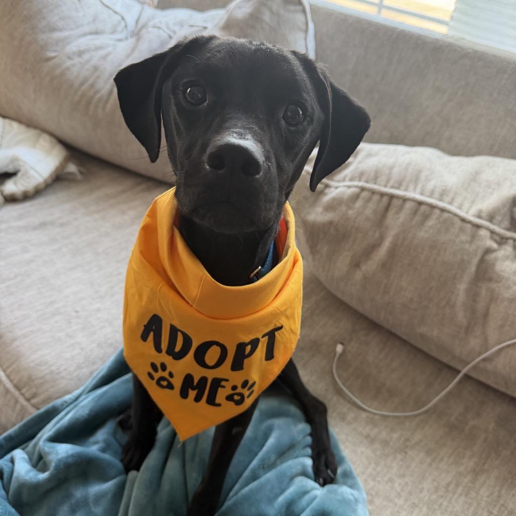 Enlarge Stormy, a Adoptable mixed breed in Avon, OH image 5/6