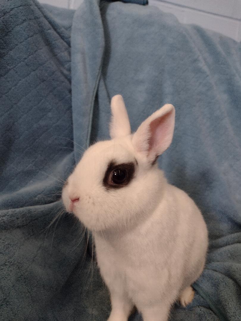 Enlarge Deveraux, an adopted Hotot in Plymouth, MI image 2/4