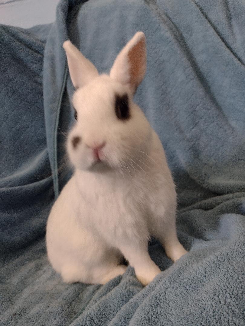 Deveraux, adopted, Adult Male Hotot.