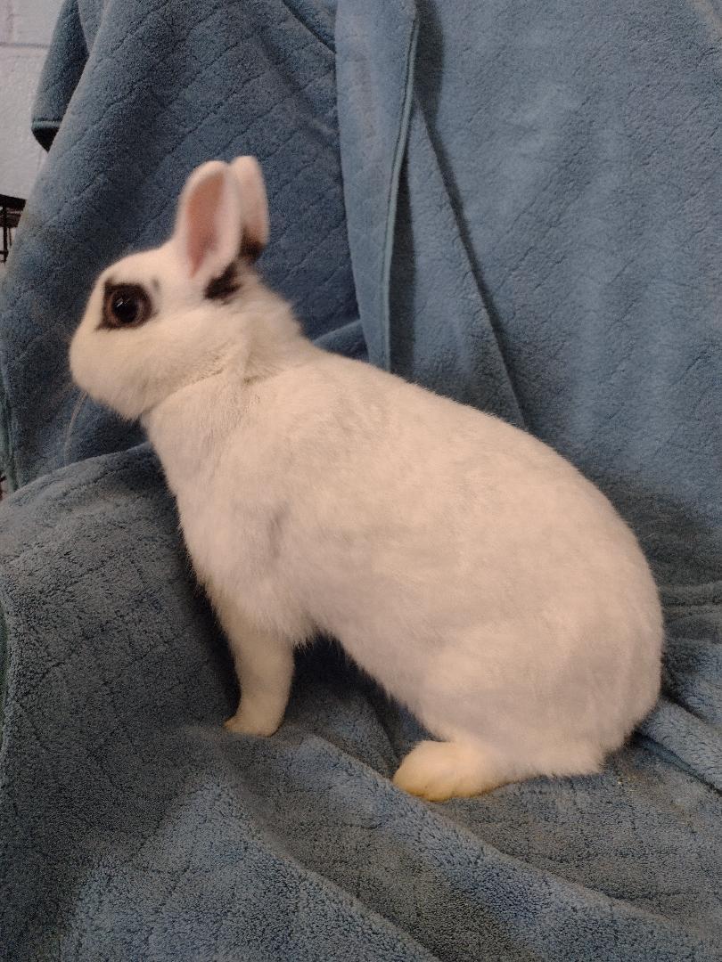 Enlarge Deveraux, an adopted Hotot in Plymouth, MI image 4/4