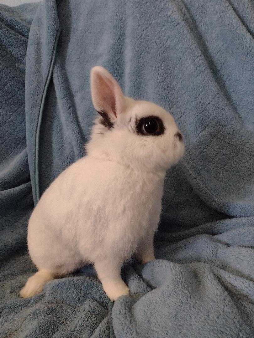 Enlarge Deveraux, an adopted Hotot in Plymouth, MI image 3/4