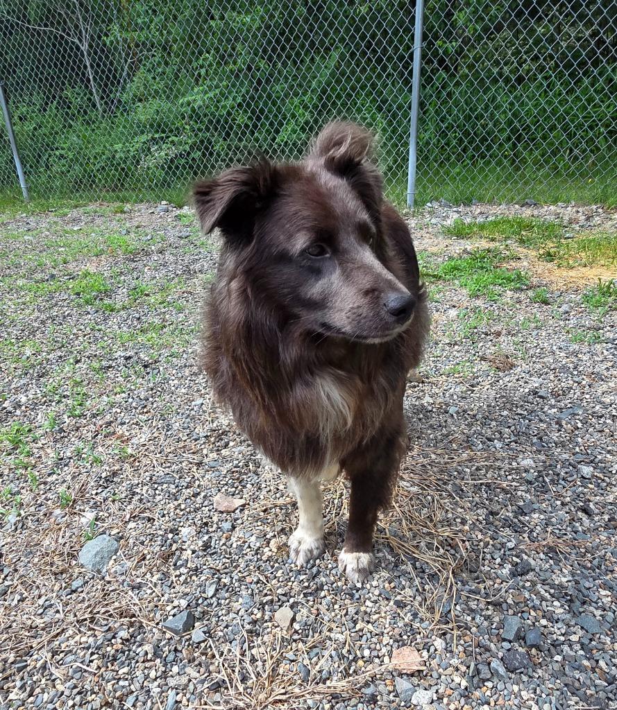 Milo, a Adoptable mixed breed in Lunenburg, VT image 1/5