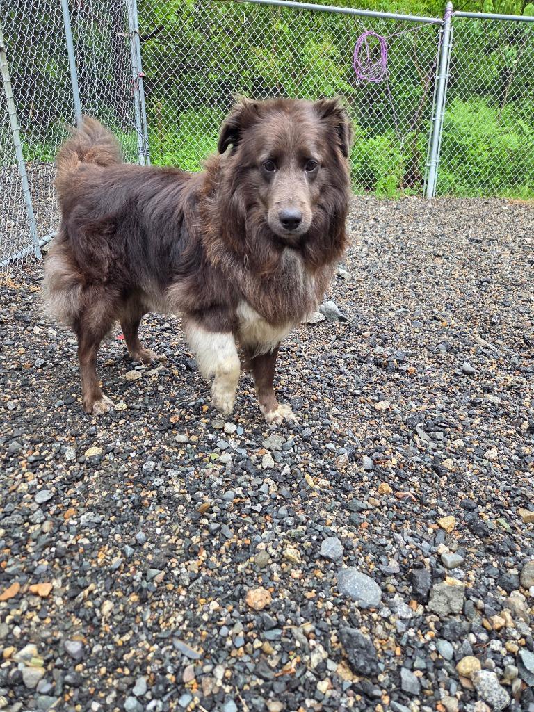 Milo, a Adoptable mixed breed in Lunenburg, VT image 2/5