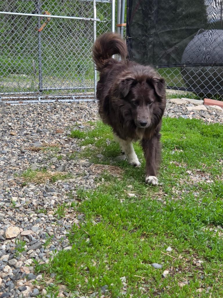 Milo, a Adoptable mixed breed in Lunenburg, VT image 3/5