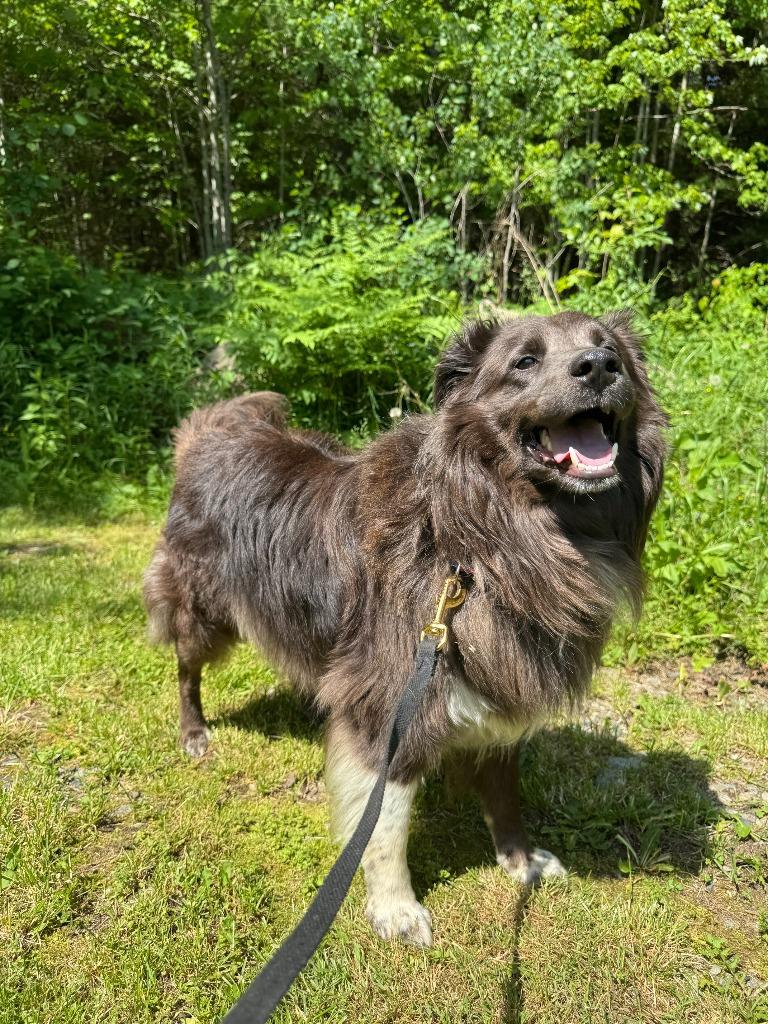 Milo, a Adoptable mixed breed in Lunenburg, VT image 4/5