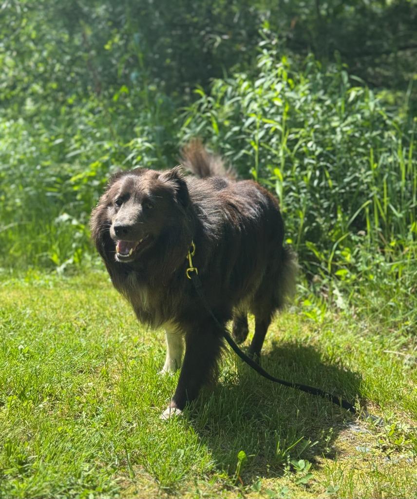 Milo, a Adoptable mixed breed in Lunenburg, VT image 5/5