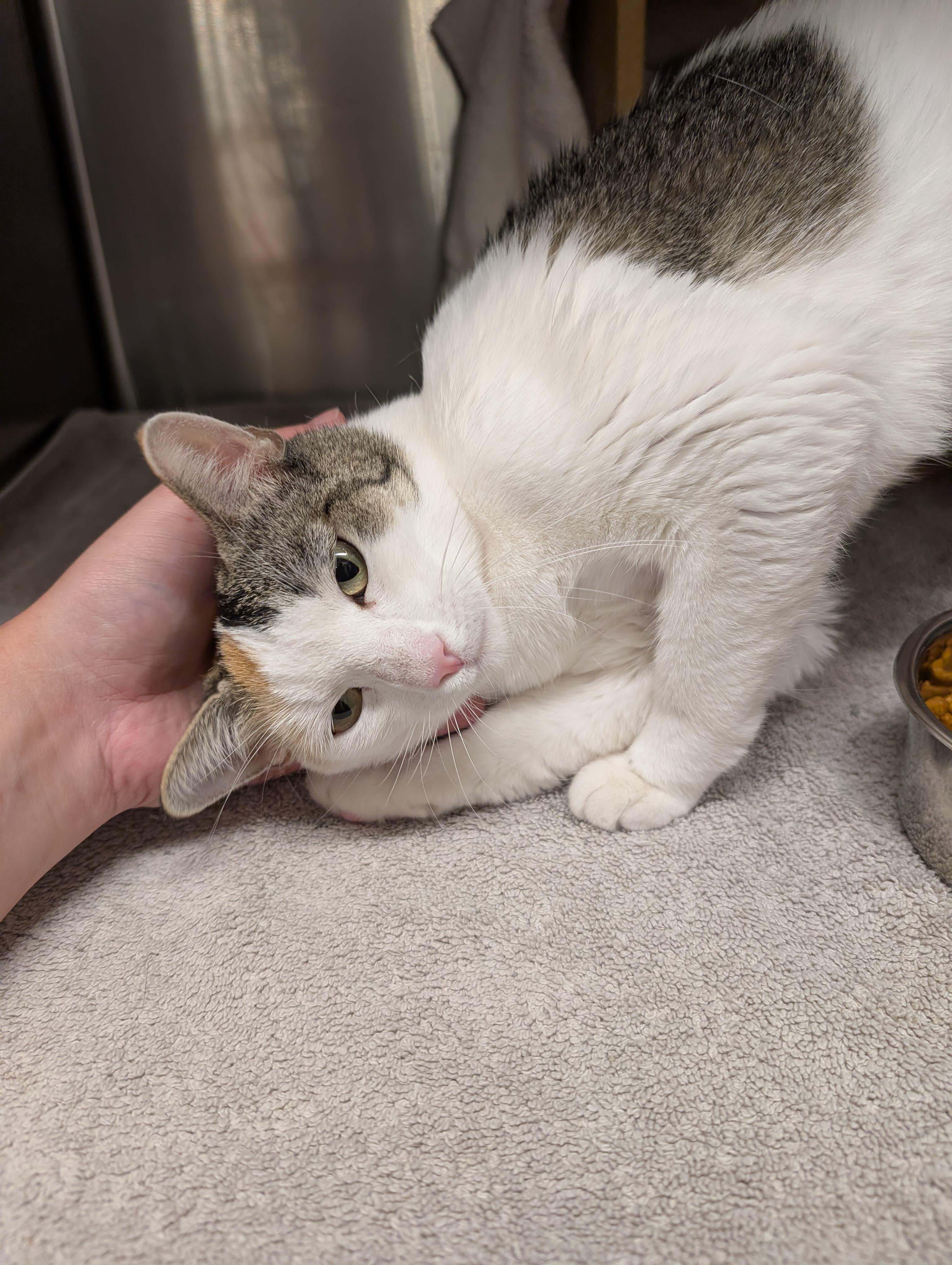 Enlarge Sandy, a Adoptable Calico in San Juan Capistrano, CA image 3/3