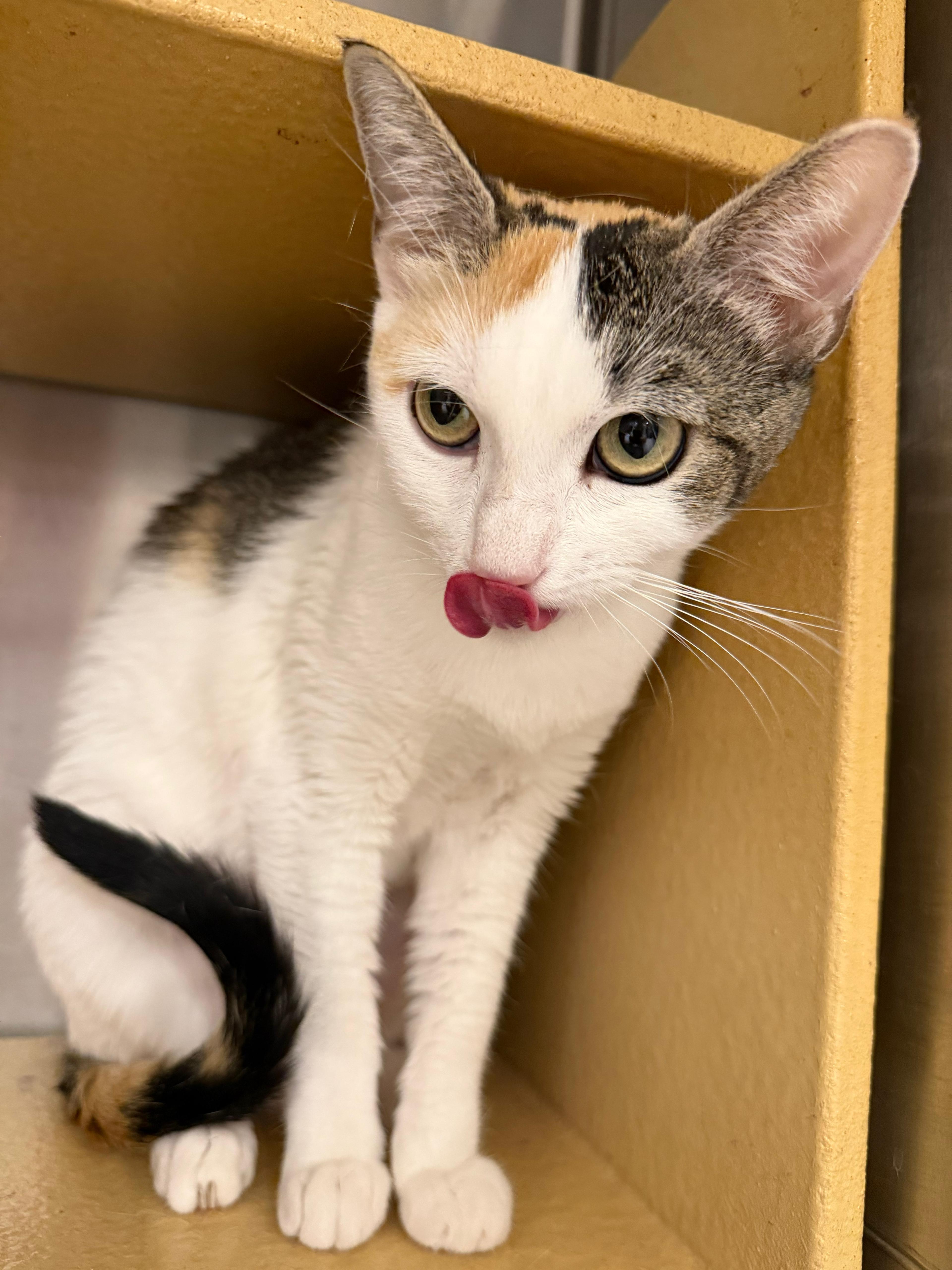 Enlarge Sandy, a Adoptable Calico in San Juan Capistrano, CA image 2/3