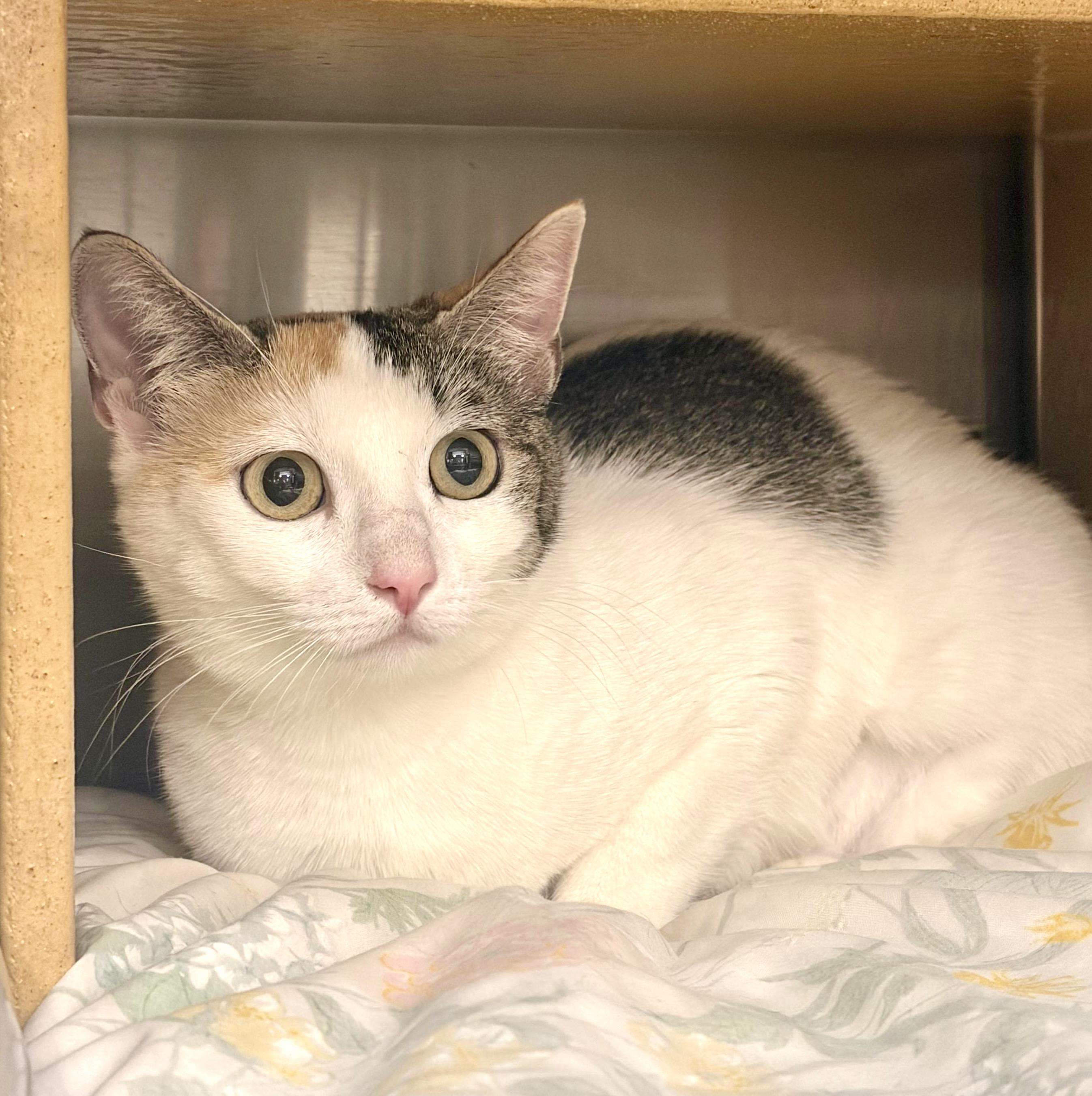 Sandy, Adoptable, Adult Female Calico.