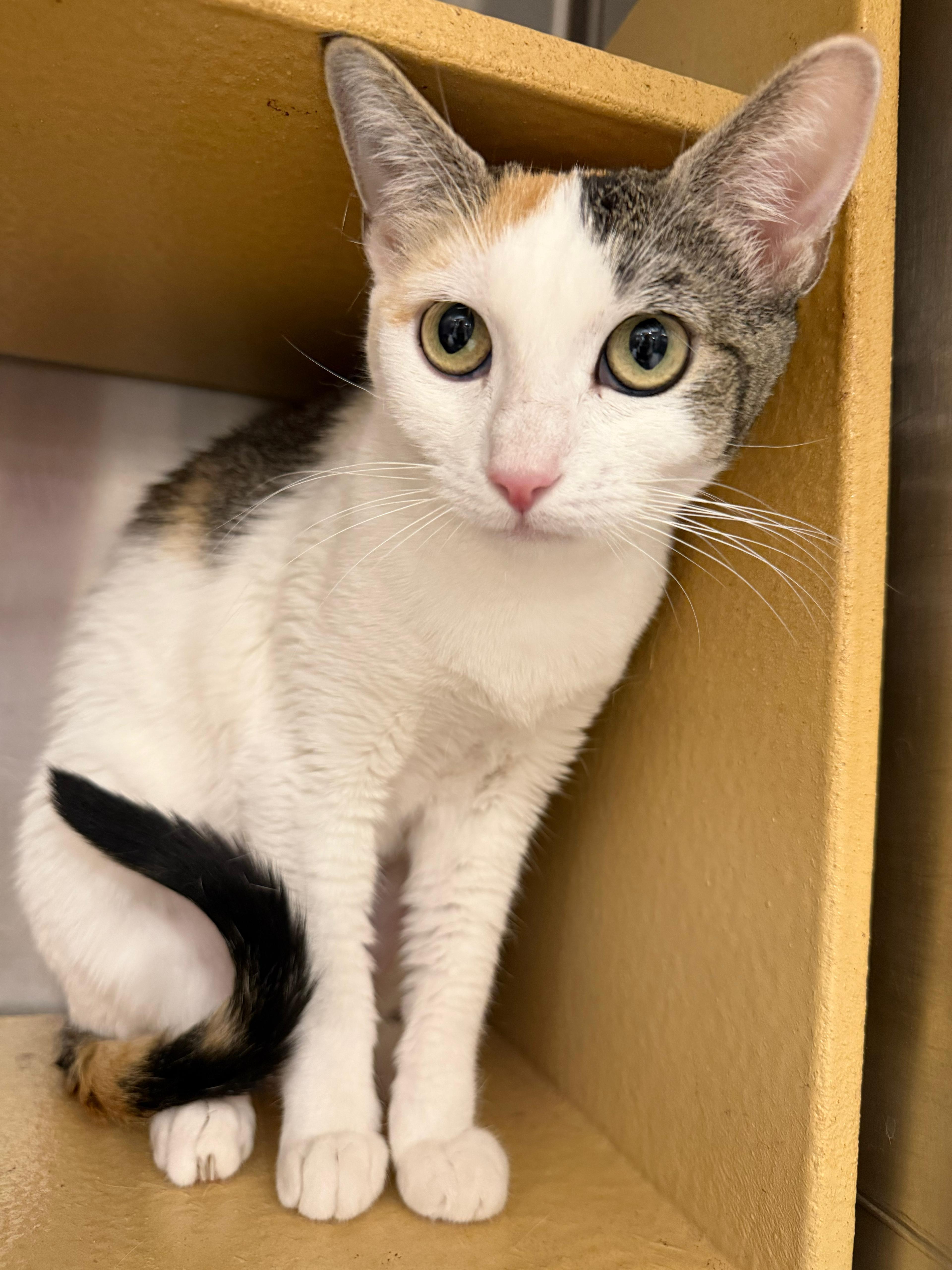 Enlarge Sandy, a Adoptable Calico in San Juan Capistrano, CA image 1/3