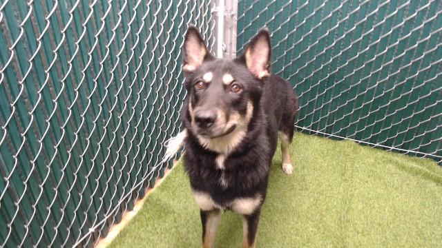 RUE, Adoptable, Adult Female German Shepherd Dog.