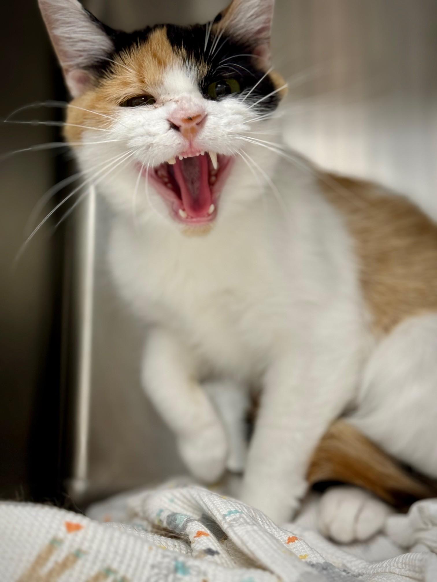 Tabasco