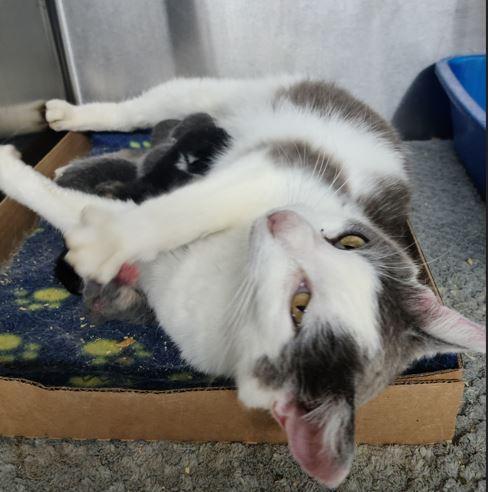 Lana, Adoptable, Adult Female Domestic Short Hair.