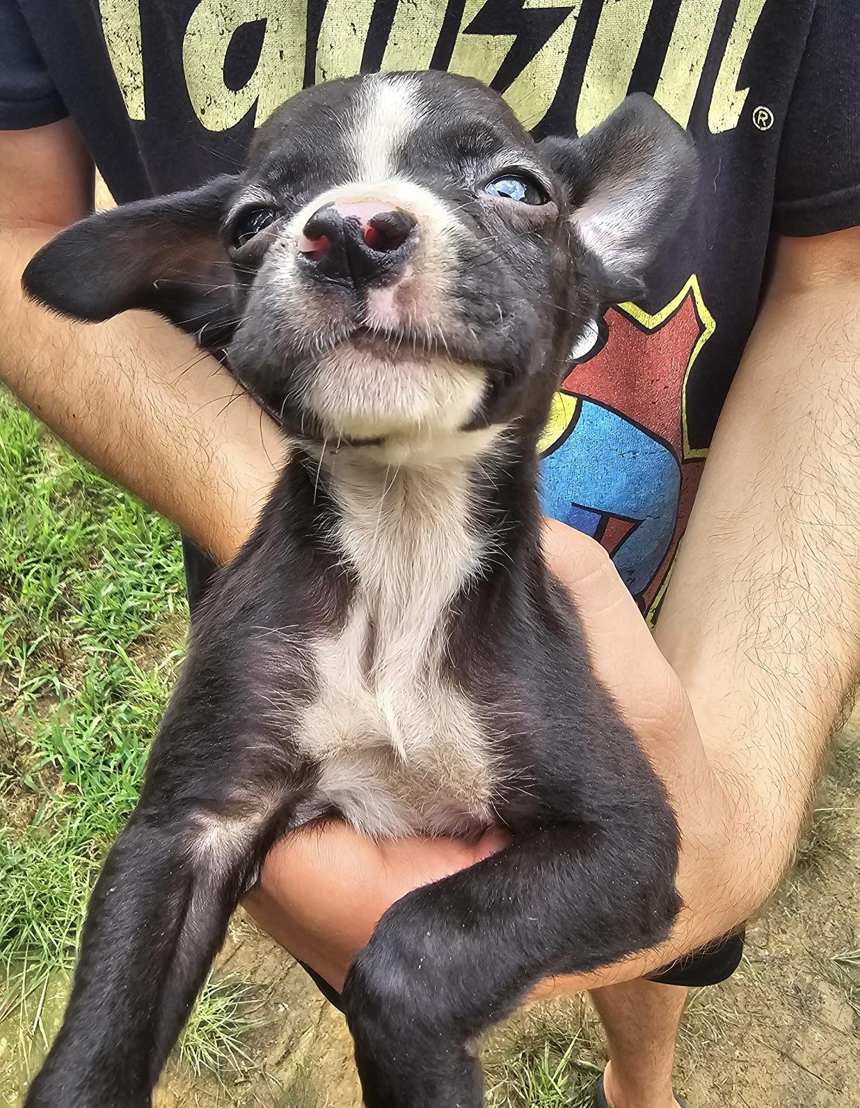 Vinny, a Adoptable mixed breed in Newfoundland, NJ image 2/2